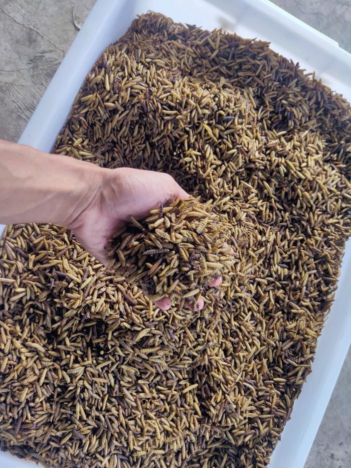Maggot Kering Ekonomis