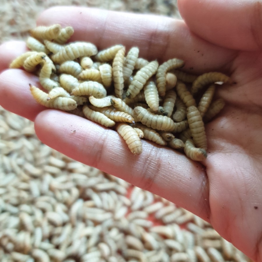 Maggot Segar Super