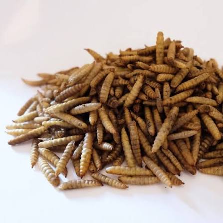 Maggot Kering